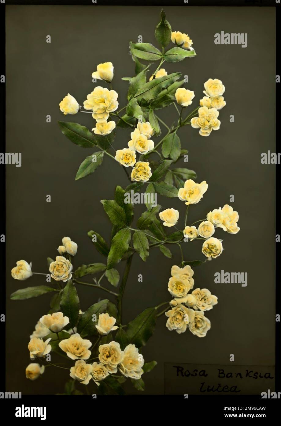 Rosa Banksiae Lutea, della famiglia Rosaceae, originaria della Cina. Ha fiori bianchi o gialli pallidi. Lady Banks, da cui prende il nome questa rosa, era la moglie del botanico Sir Joseph Banks. Foto Stock