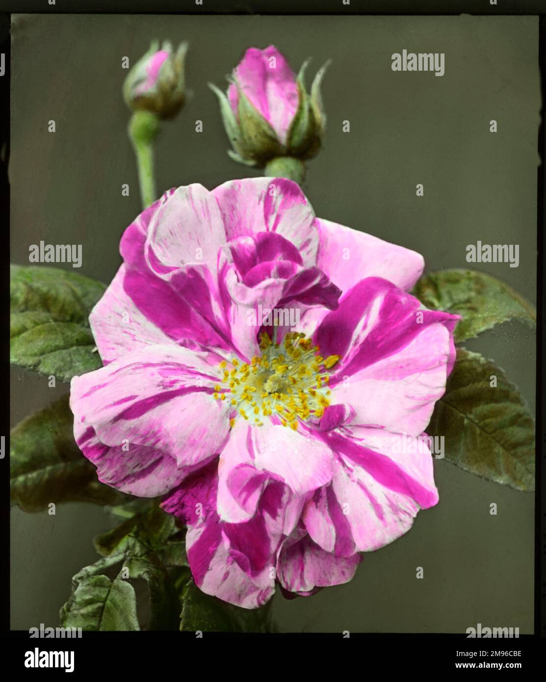 Rosa gallica 'Versicolor' (Rosa Mundi), una rosa popolare della famiglia Rosaceae. Visto qui in primo piano, con un fiore aperto e due gemme. I petali sono variegati, con segni rosa e viola. Foto Stock