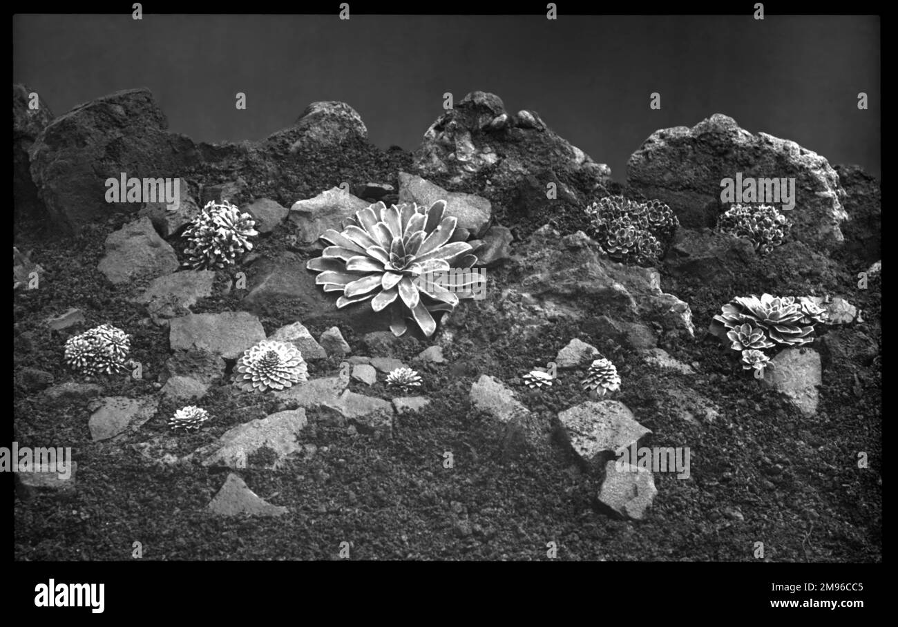 Varietà di Saxifraga, della famiglia Saxifragaceae (comunemente note come saxifrages o demolitori di pietre per la loro capacità di crescere nelle fessure tra le rocce). Visto qui crescere in un ambiente roccioso, incrostato di gelo. Foto Stock