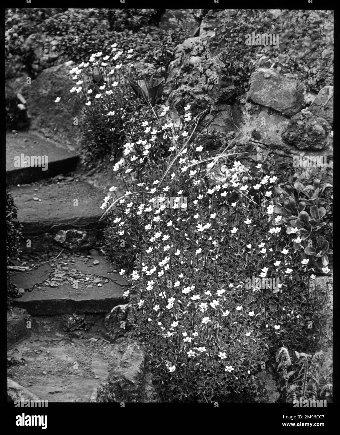 Saxifraga palmata, una pianta della famiglia Saxifragaceae (comunemente nota come sassifraggi o demolitori di pietre per la loro capacità di crescere nelle fessure tra le rocce). Visto qui crescere in un ambiente roccioso, a lato di alcuni gradini. Foto Stock