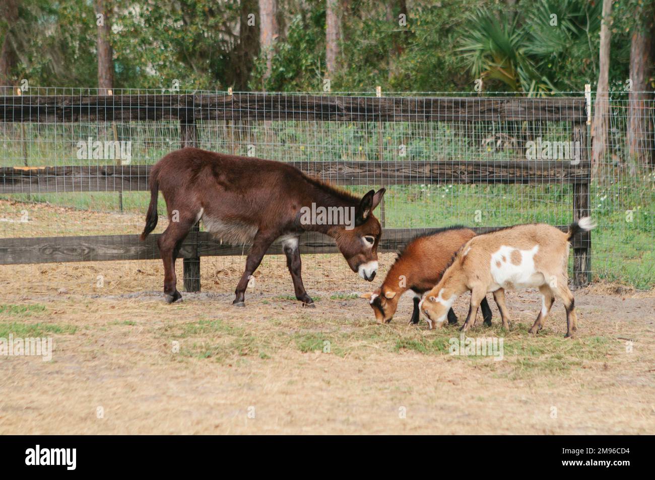 Asino e capre che mangiano insieme nella fattoria della Florida Foto Stock