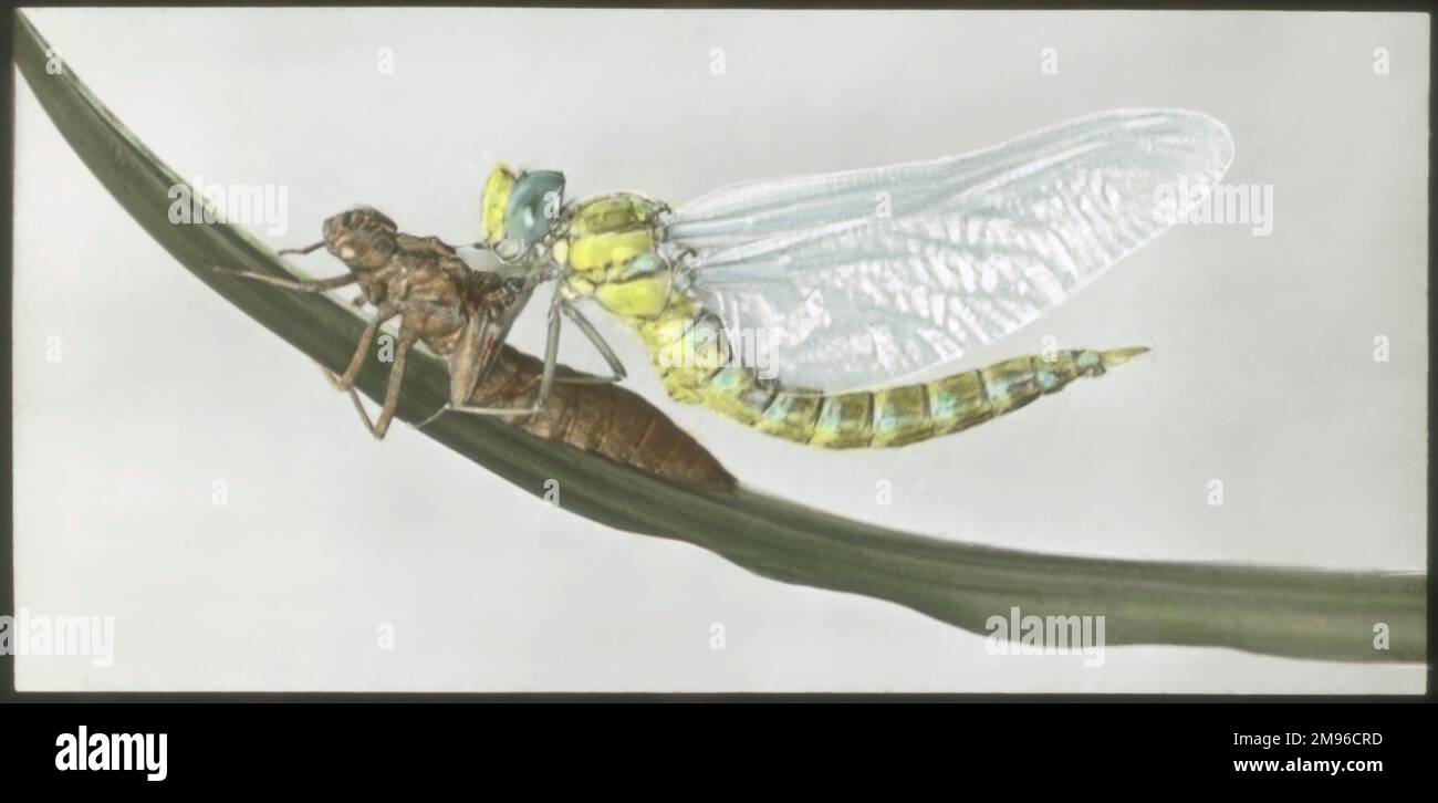 Una vista ravvicinata di una libellula (Aeshna cyanea, Southern Hawker) che è appena emersa dal suo esoscheletro o esuvia. Foto Stock