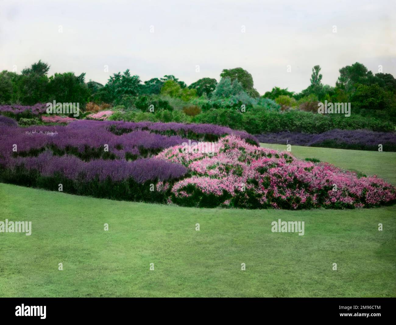 Parte del giardino della Royal Horticultural Society a Wisley, Woking, Surrey, che mostra Erica rosa e viola (erica, della famiglia Ericaceae) nel mezzo di un grande prato. Foto Stock