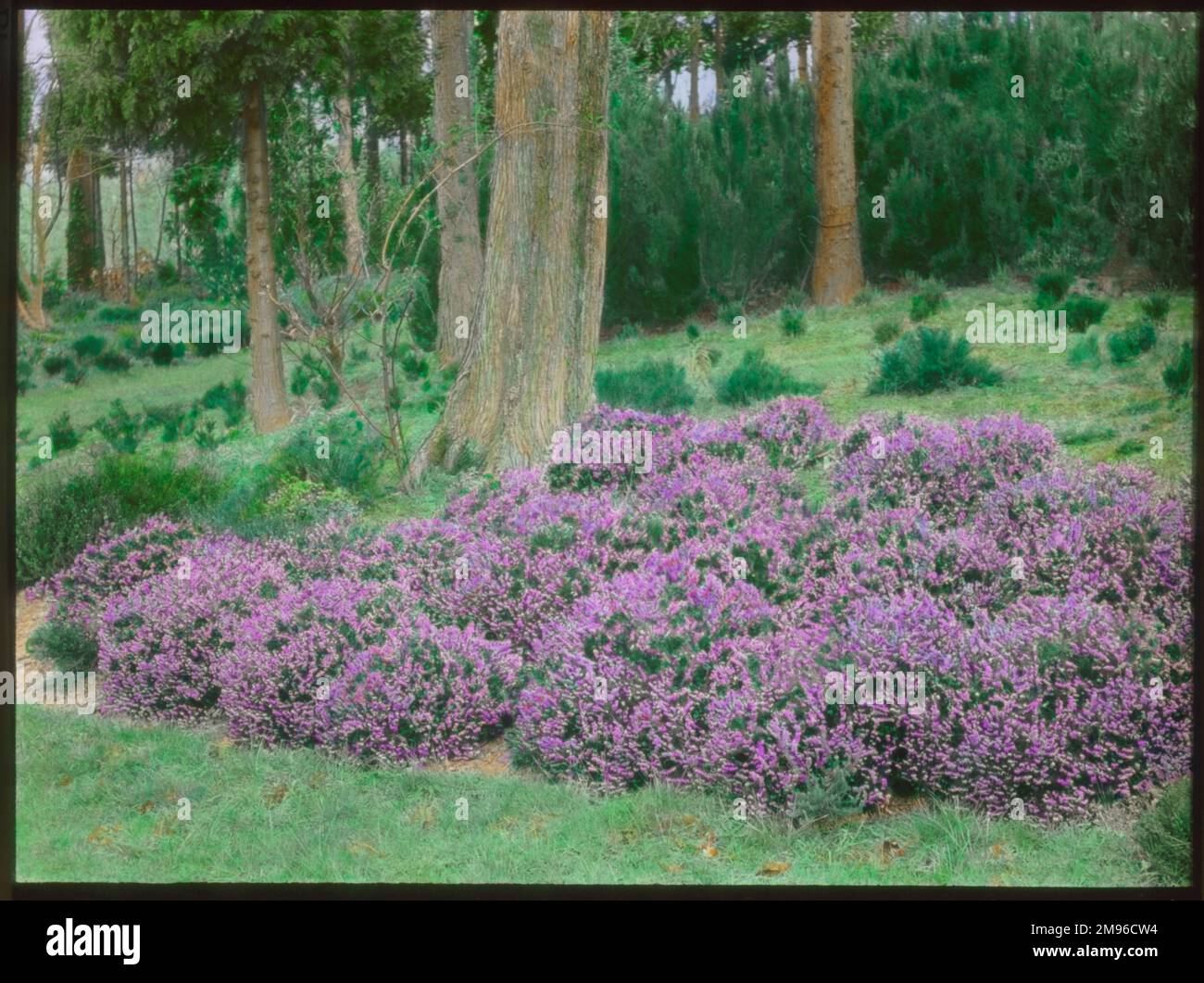 Vista sui giardini di Gravetye Manor, vicino a East Grinstead, West Sussex, che mostra erica che cresce vicino agli alberi. I giardini sono stati sviluppati da William Robinson, pioniere del concetto di Giardino Naturale Inglese, che visse a Gravetye dal 1884 al 1935. Foto Stock