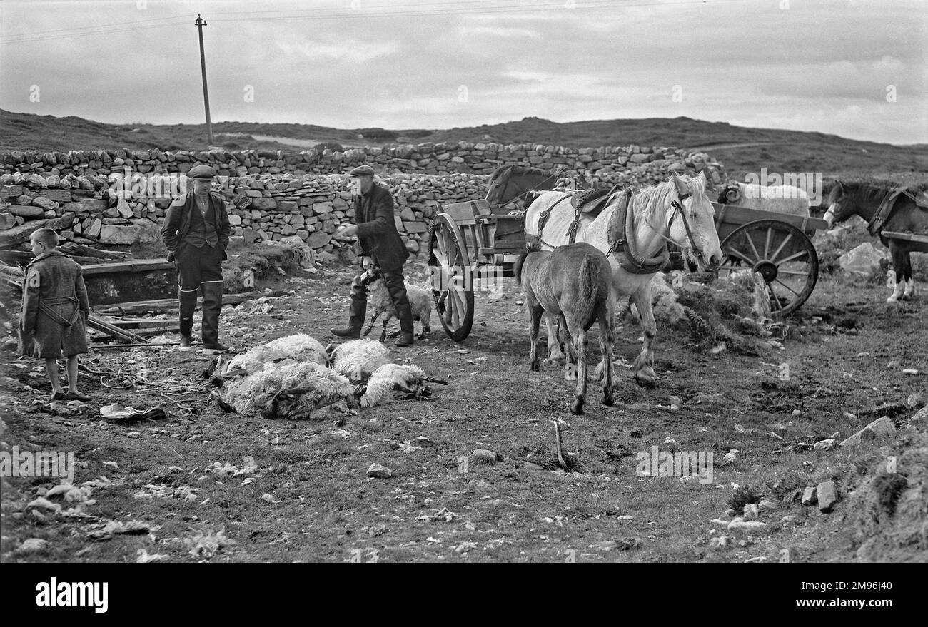 Pastori a North Uist, Outer Ebrides, Scozia, con cavalli e carri, due pecore vive, e ciò che sembra essere un mucchio di quattro pecore morte. Foto Stock