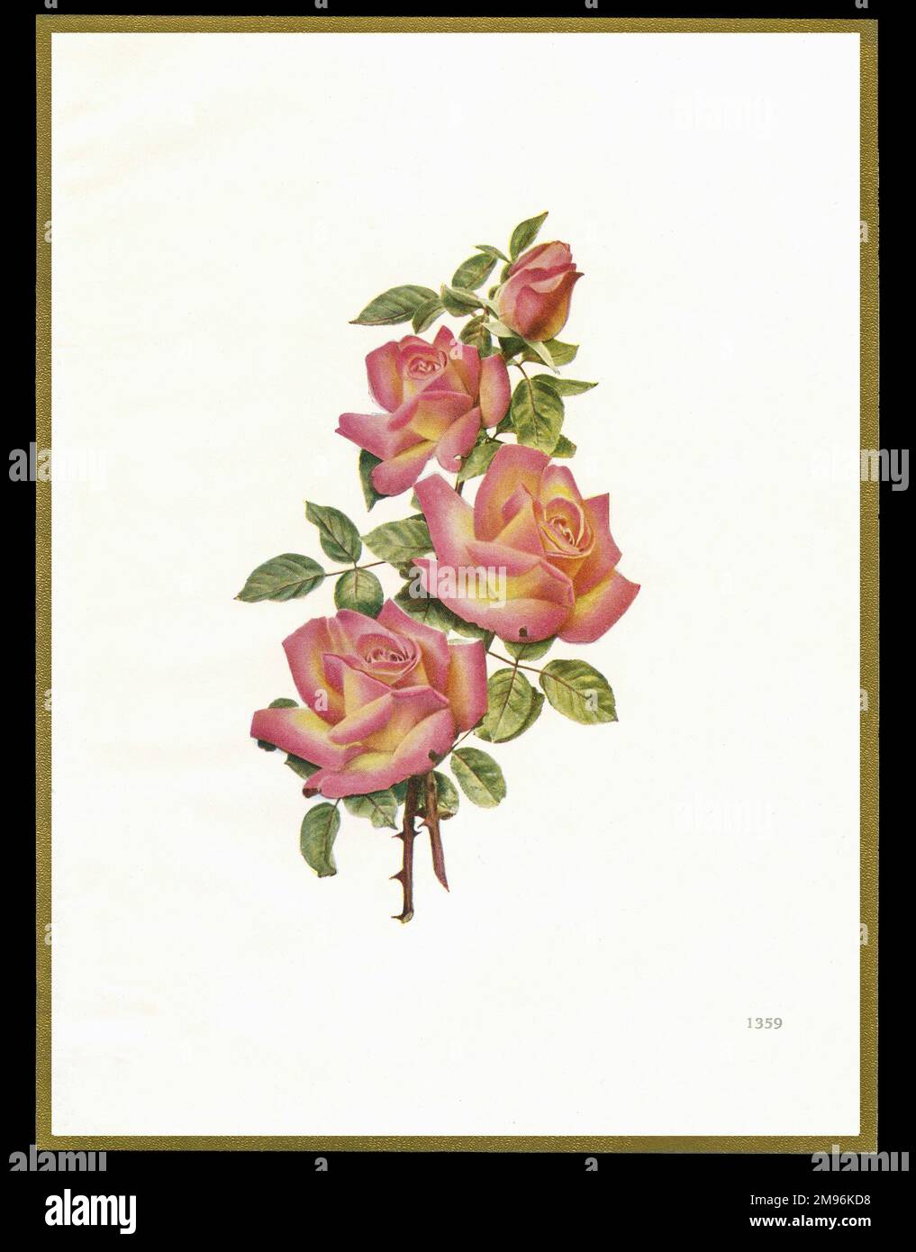Design a scatola di cioccolato, con quattro rose rosa. Foto Stock