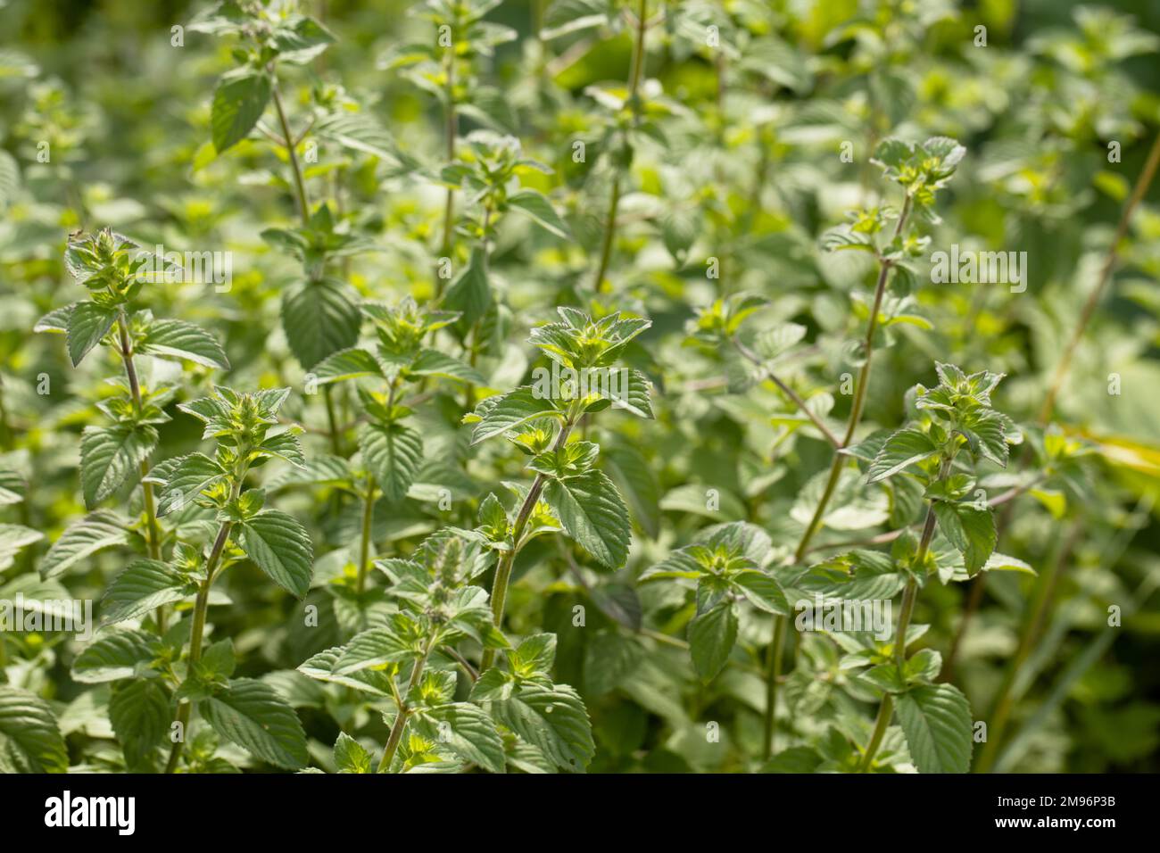 Foglia di menta piperita o pianta crescono a orto. Foto Stock