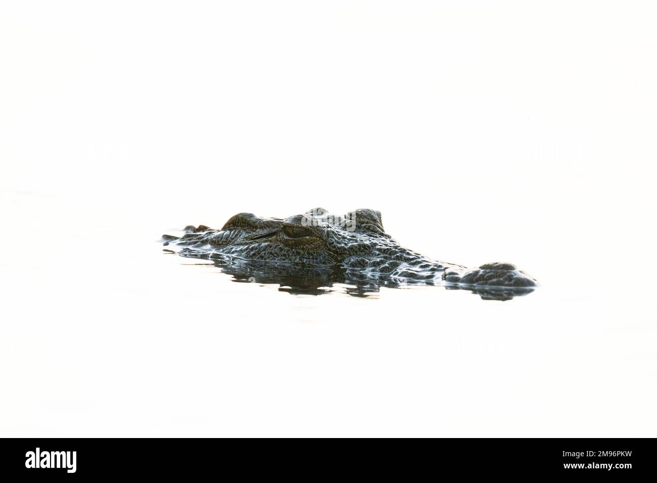 Coccodrillo del Nilo (Crocodylus niloticus), Chobe National Park, il Botswana. Foto Stock