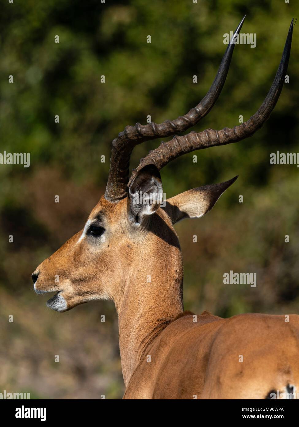 Impala (Aepyceros melampus), Savuti, Parco Nazionale Chobe, Botswana. Foto Stock