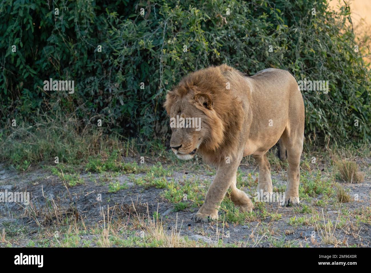 Leone (Panthera leo), Savuti, Parco Nazionale Chobe, Botswana. Foto Stock