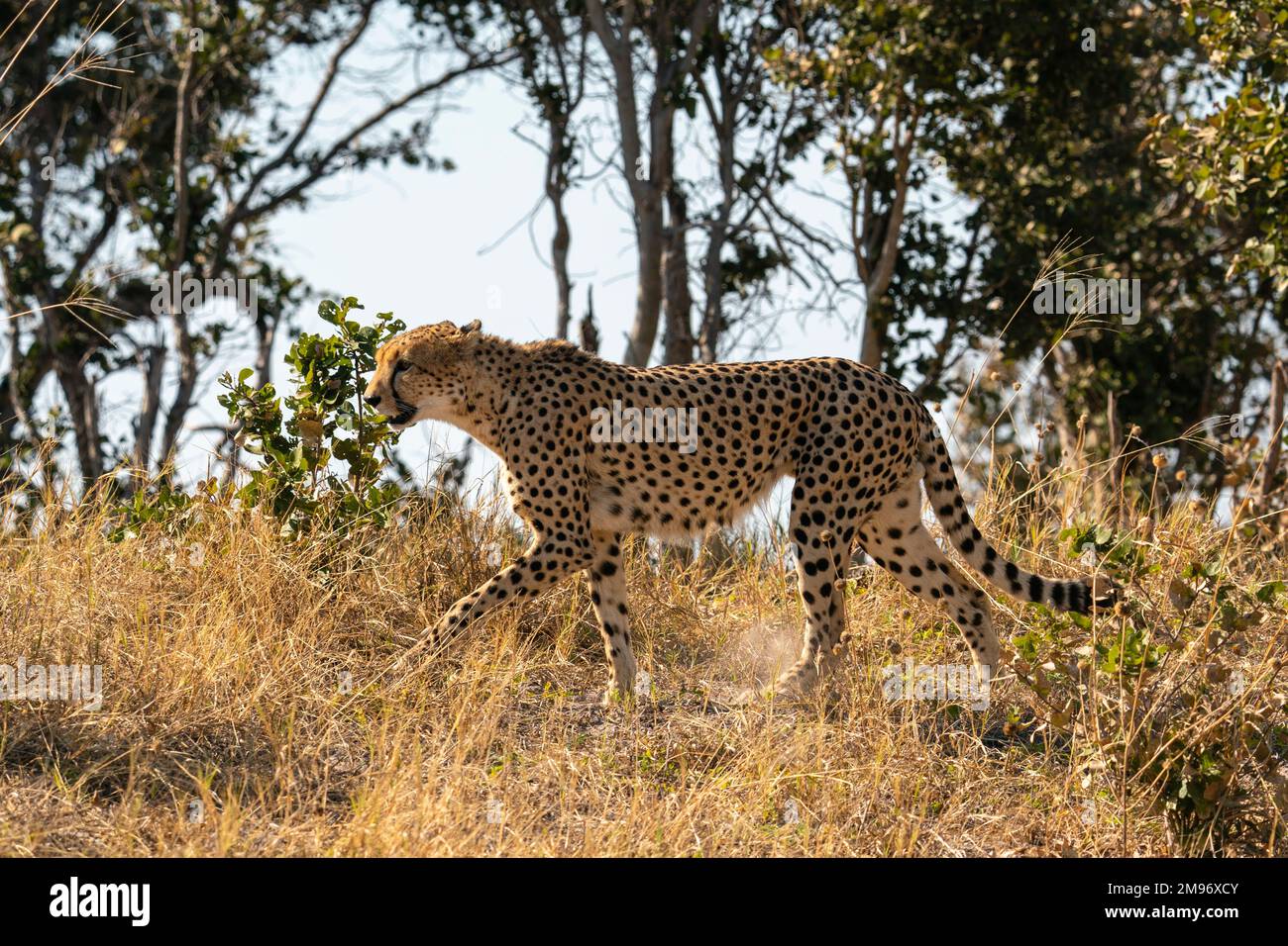 Cheetah (Acinonyx jubatus) a piedi, Savuti, Parco Nazionale di Chobe, Botswana. Foto Stock
