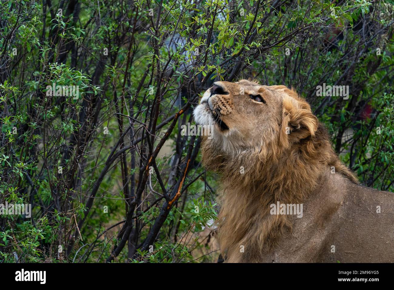 Leone (Panthera leo), Savuti, Parco Nazionale Chobe, Botswana. Foto Stock
