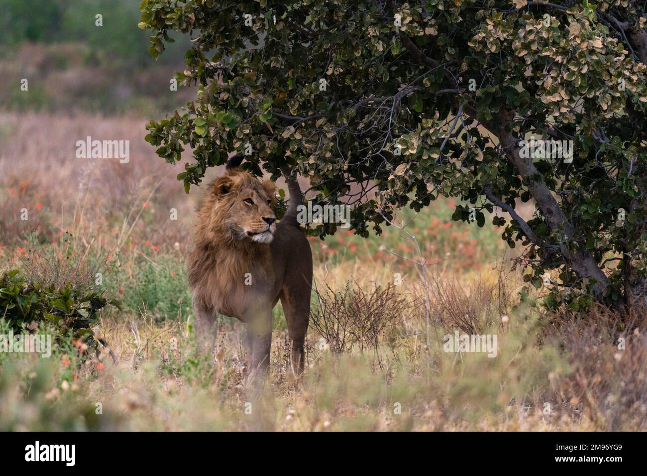 Un leone (Panthera leo) che segna il territorio, Savuti, Parco Nazionale di Chobe, Botswana. Foto Stock