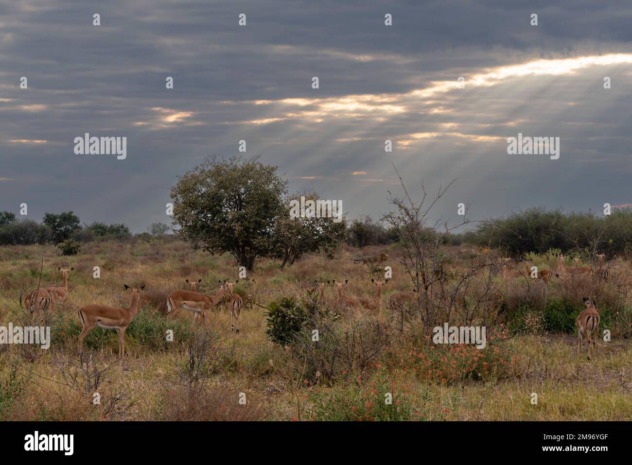 Un gruppo di impala (Aepyceros melampus) che guarda un leone maschio (Panthera leo) che cammina nel cespuglio, Savuti, Parco Nazionale di Chobe, Botswana. Foto Stock