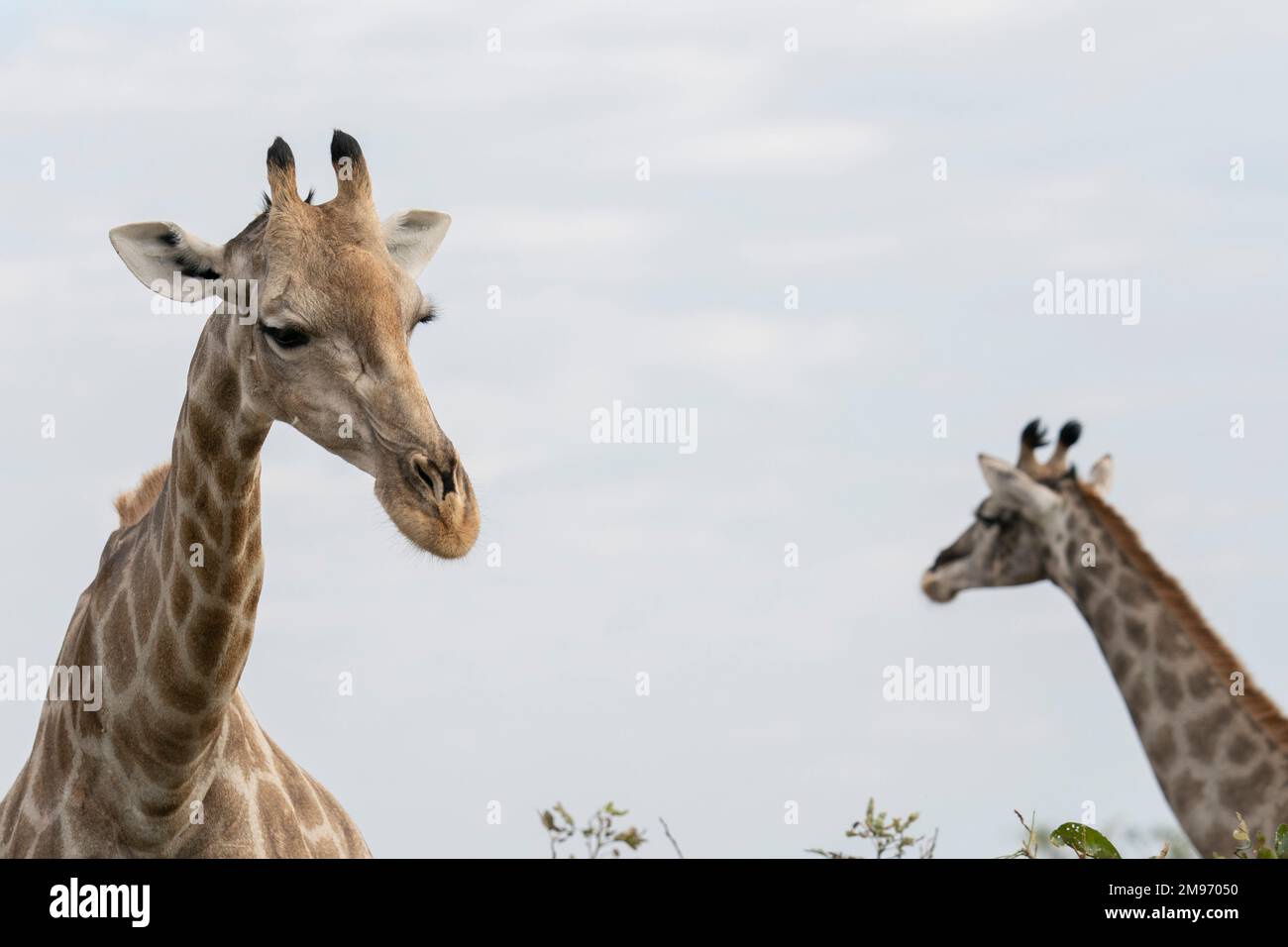 Giraffe meridionali (Giraffa camelopardalis giraffa), Savuti, Parco Nazionale di Chobe, Botswana. Foto Stock