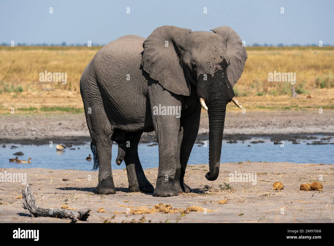 Elefante africano (Loxodonta africana) in una buca d'acqua nella piana di Mabe, Parco Nazionale di Chobe, Botswana. Foto Stock