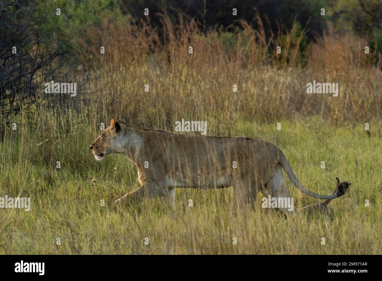 Lioness (Panthera leo) camminando in erba, concessione Khwai, Delta di Okavango, Botswana. Foto Stock