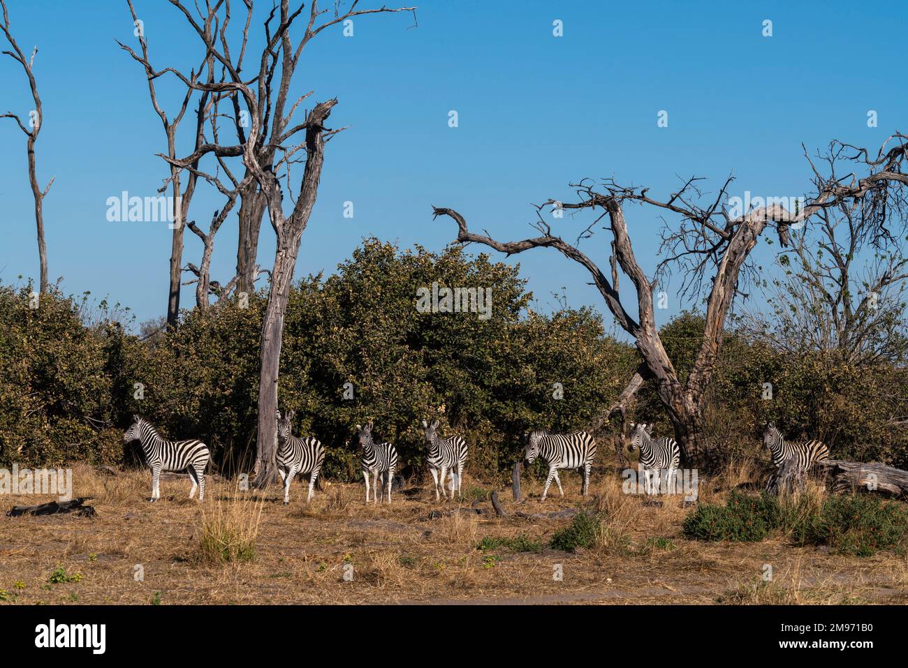 Zebre pianure (Equus quagga) nella savana, concessione Khwai, Delta Okavango, Botswana. Foto Stock