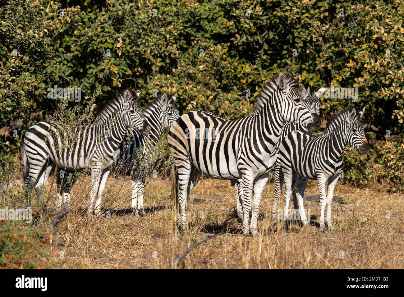 Zebre pianeggianti (Equus quagga), concessione Khwai, Delta Okavango, Botswana. Foto Stock