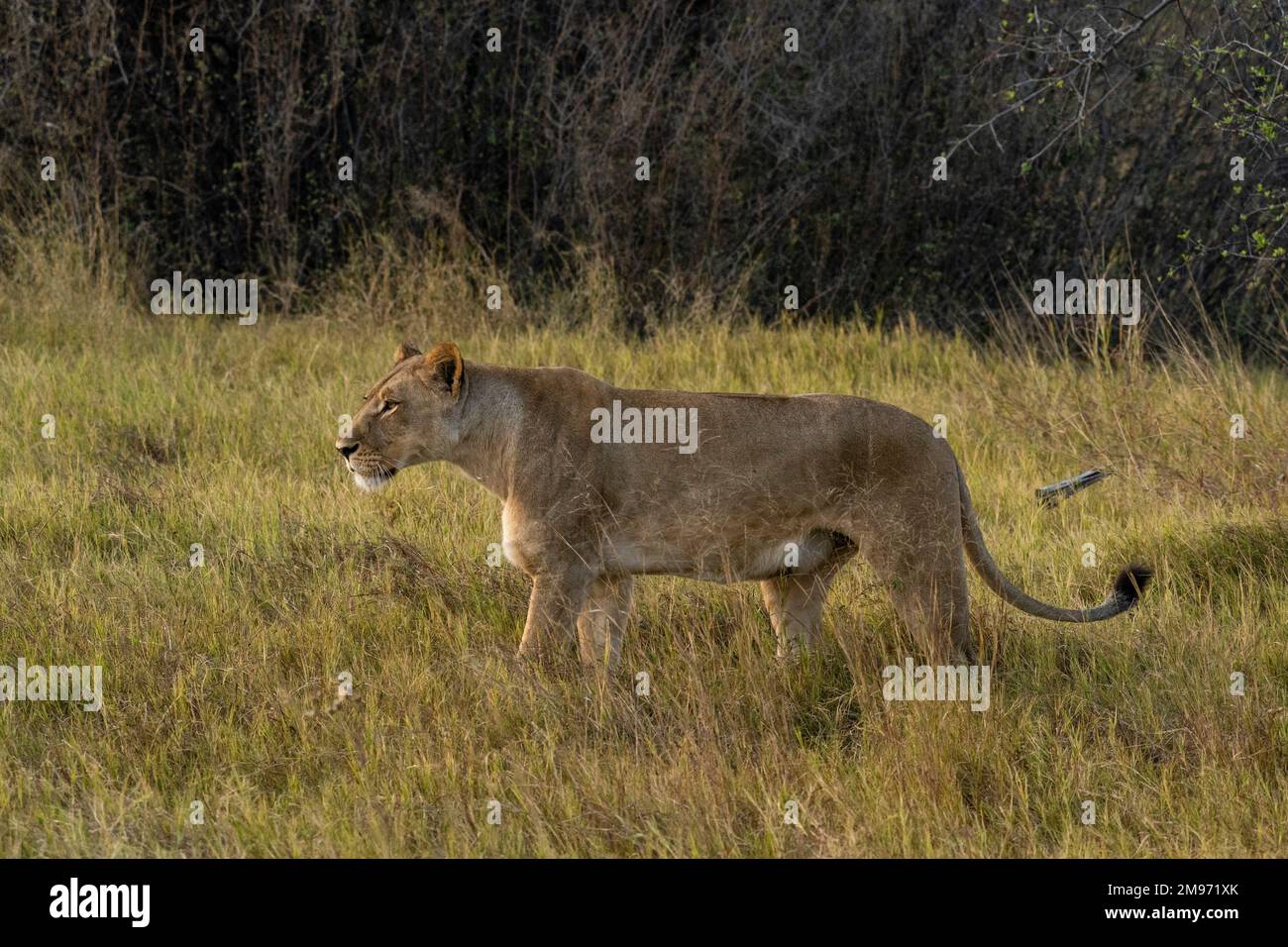 Lioness (Panthera leo) camminando in erba, concessione Khwai, Delta di Okavango, Botswana. Foto Stock