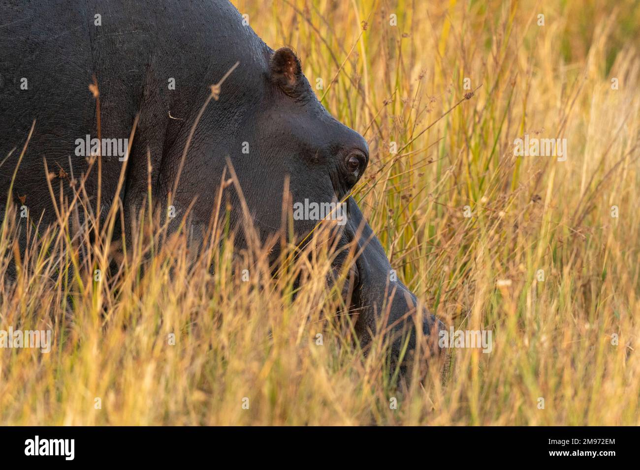 Hippopotamus (Hippopotamus anfibio) pascolo, Khwai concessione, Okavango Delta, Botswana. Foto Stock