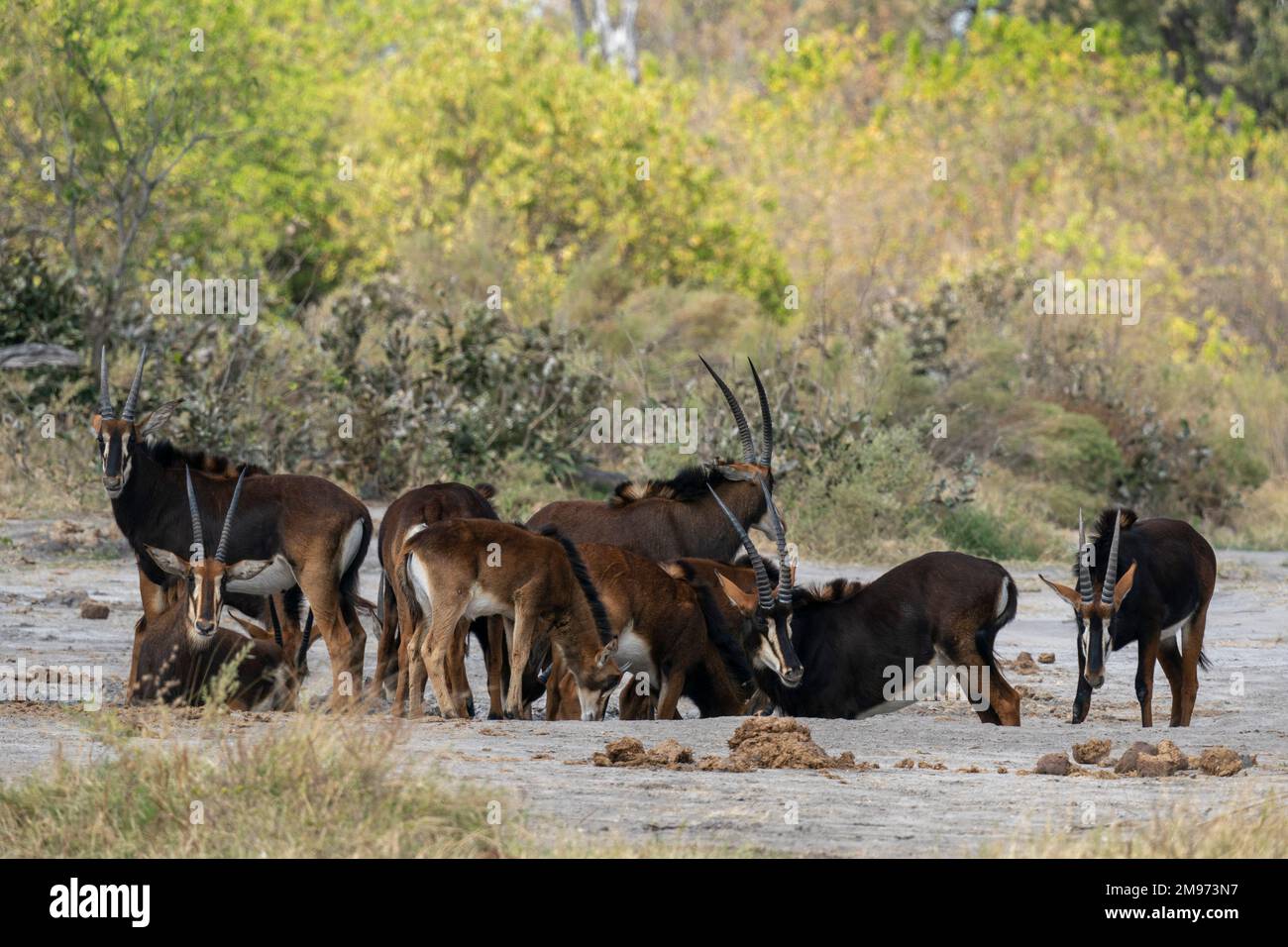 Antilopi di Sable (Hippogragrus niger), concessione di Khwai, Delta di Okavango, Botswana. Foto Stock