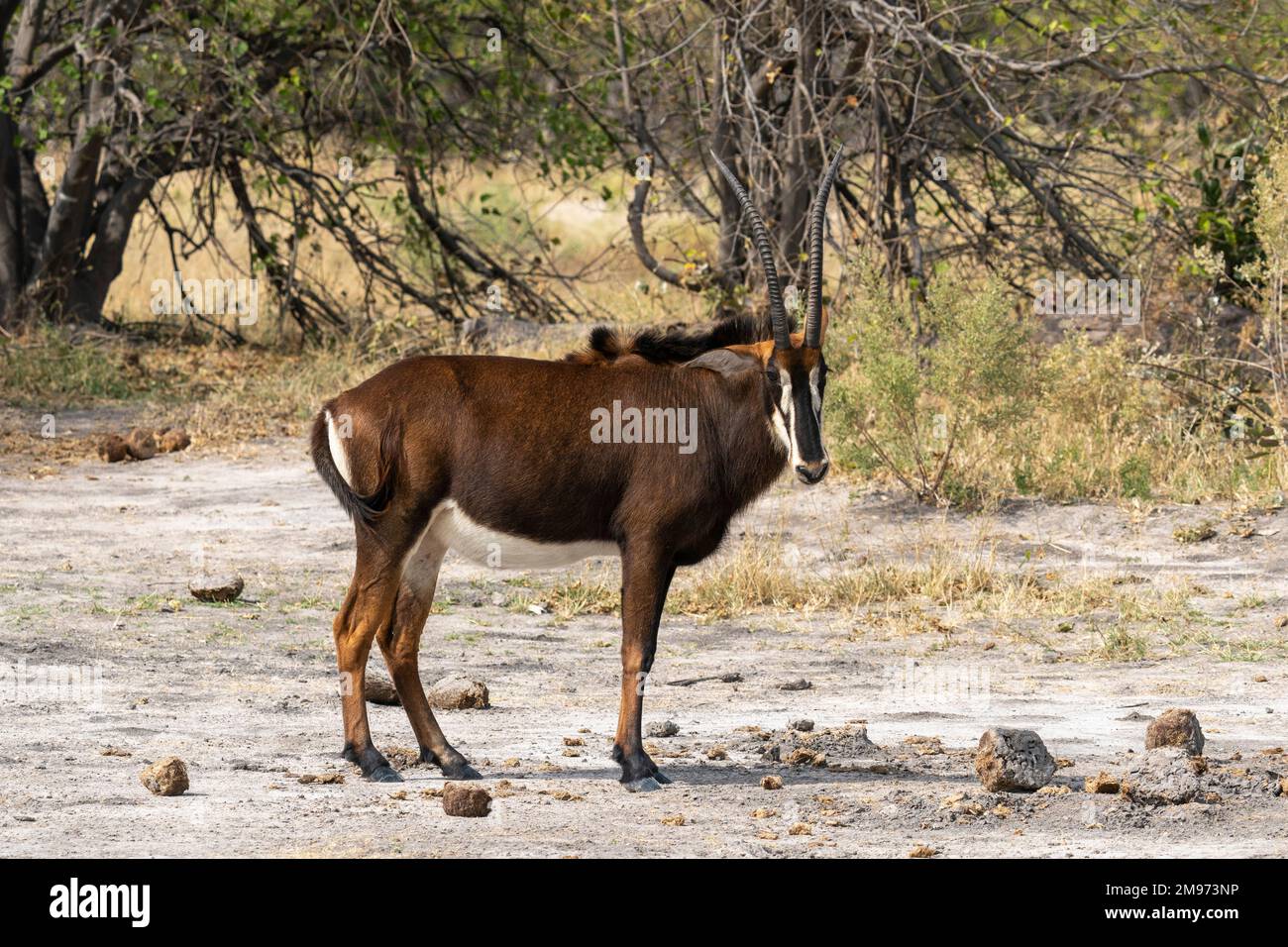 Antilope di Sable (Hippogragrus niger), concessione di Khwai, Delta di Okavango, Botswana. Foto Stock