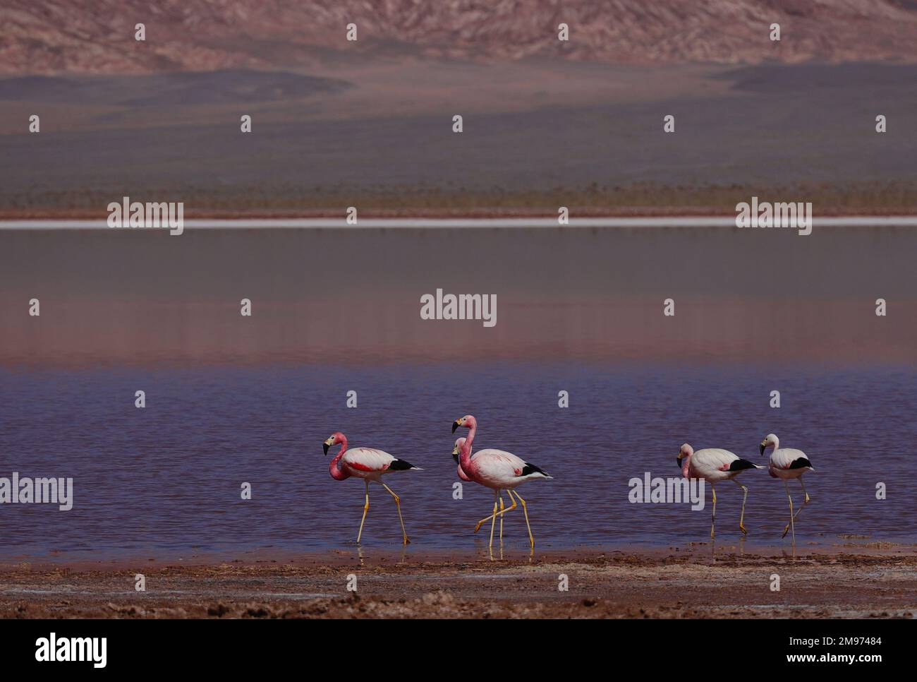 Fenicotteri nella riserva della biosfera di Laguna CARACHI PAMPA, Catamarca, Argentina Foto Stock