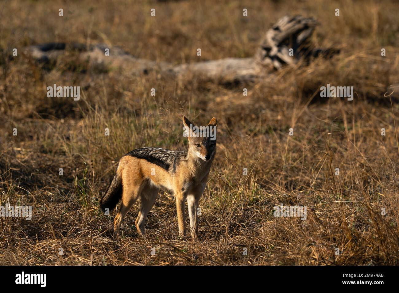 Black-backed jackal (Canis mesomelas), concessione Khwai, Delta Okavango, Botswana. Foto Stock