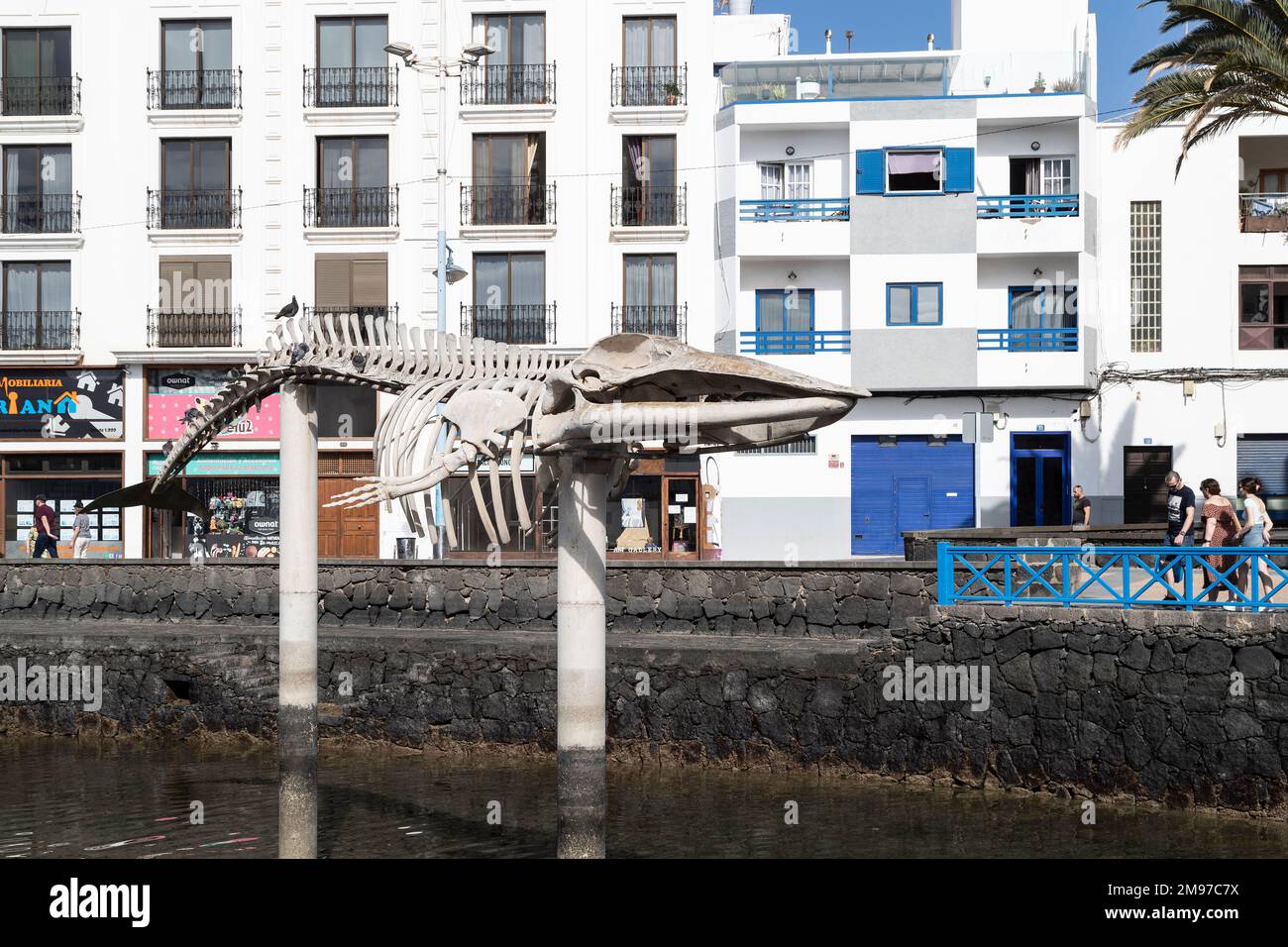 Scheletro di una balena di Bryde del 11mtr (Balaenoptera edeni) Arrecife de Lanzarote, SPAI Foto Stock