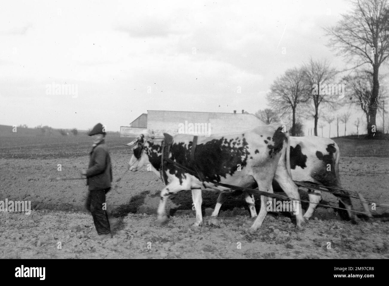 Ragazzo con aratro di giovenco in Austria, creduto essere vicino a Neutitschein come il photogrpaher waqs che visitano la fabbrica di cappello di Huckel all'epoca. Un'interessante visione delle pratiche agricole nell'Europa pre-Grande Guerra. Foto Stock