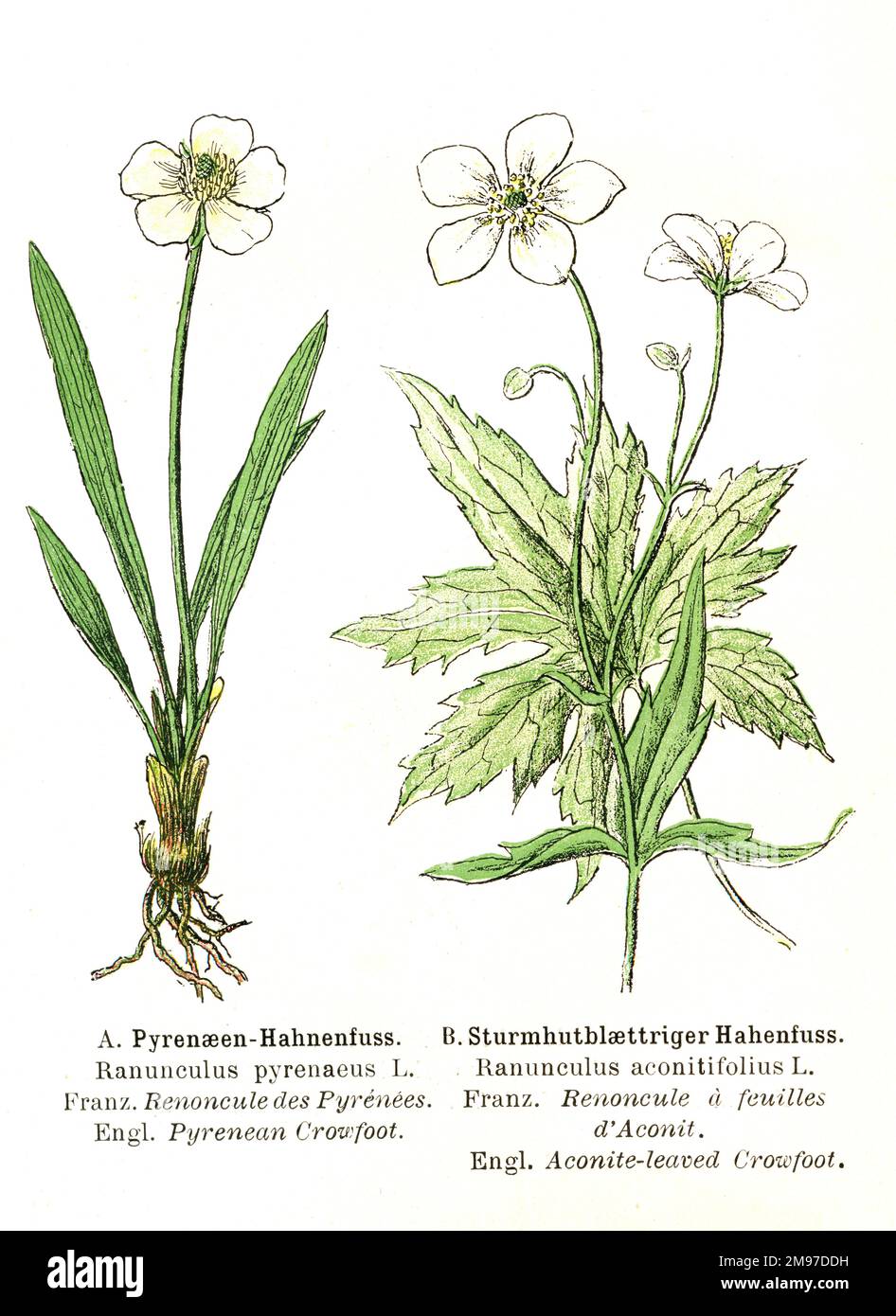 Illustrazione botanica del crowfoot dei Pirenei e del crowfoot delle foglie di Aconite Foto Stock