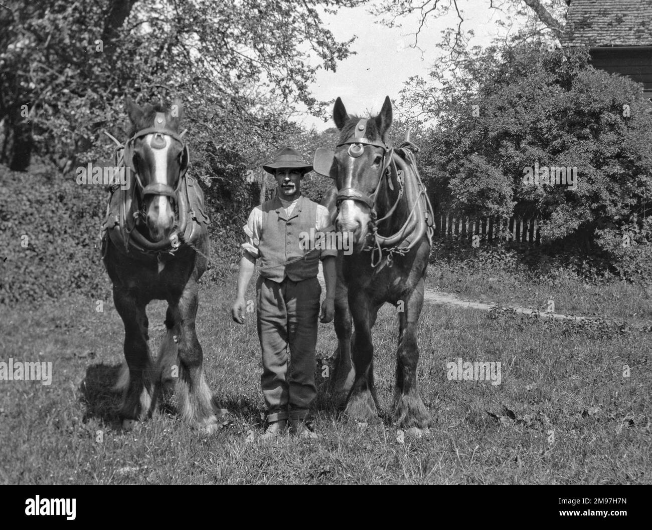 Uomo con due cavalli in un campo. Foto Stock