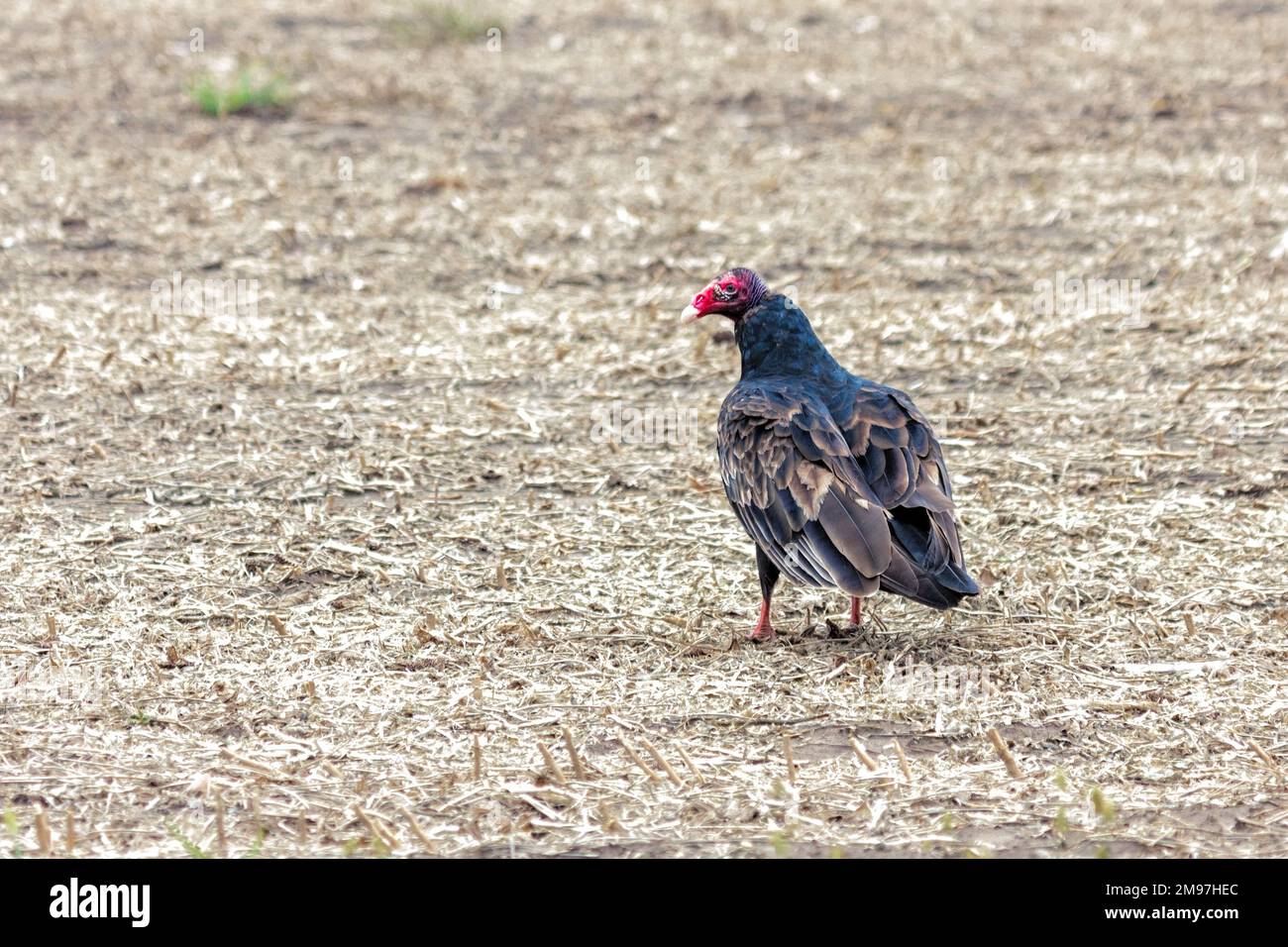 La testa rossa di un avvoltoio tacchino si distingue con lo sguardo prudente mentre si trova in un campo di mais raccolto. Foto Stock