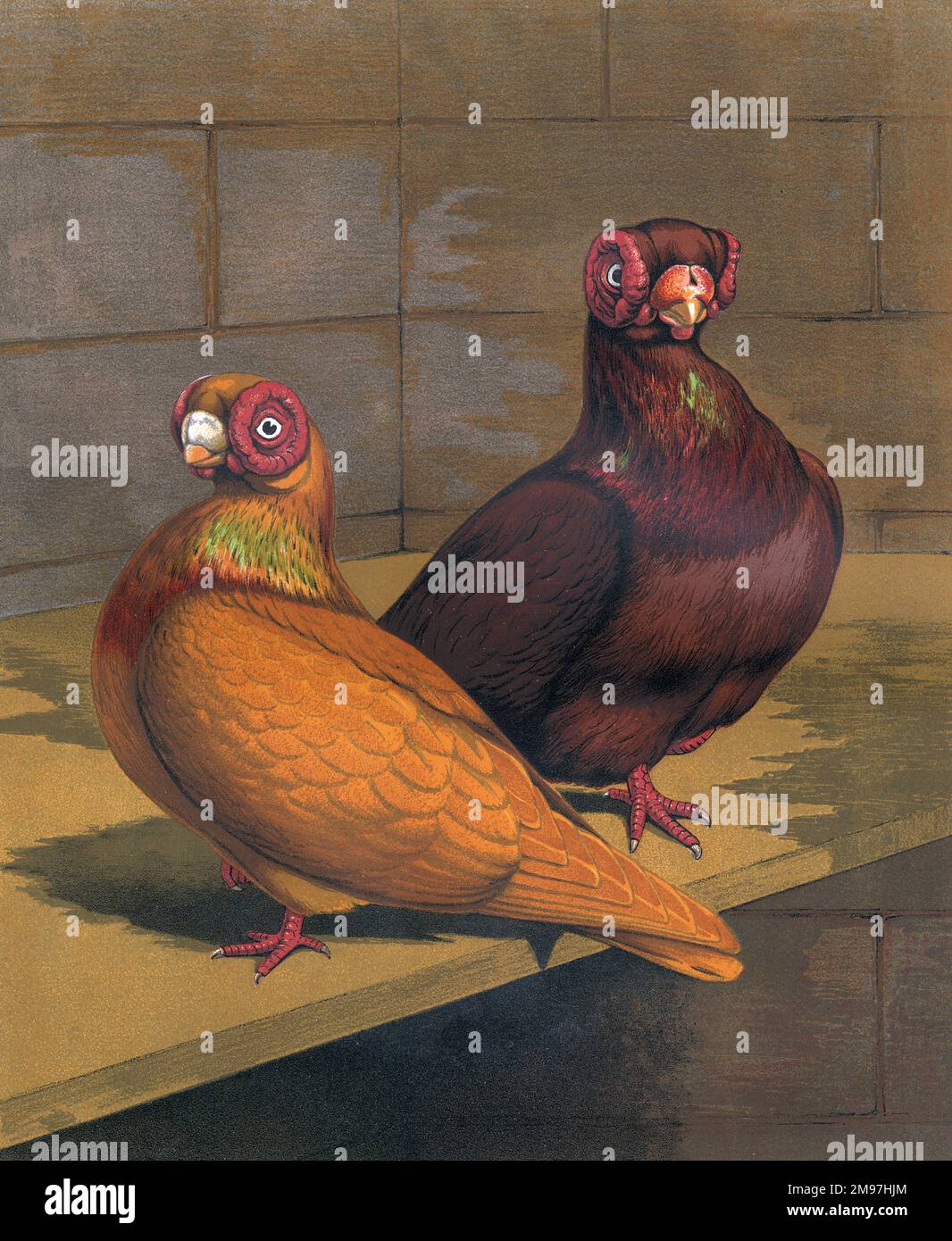 Un ritratto di una cortina rossa e gialla raffigurata all'interno della loro coop. Il granaio è una razza di piccione fantasia sviluppata in molti anni di allevamento selettivo. Il ritratto illustra le loro caratteristiche chiave, come i loro grandi ceri occhi rossi coralli, i loro becchi corti e piccoli wattles, e la loro forma del corpo stout. Foto Stock
