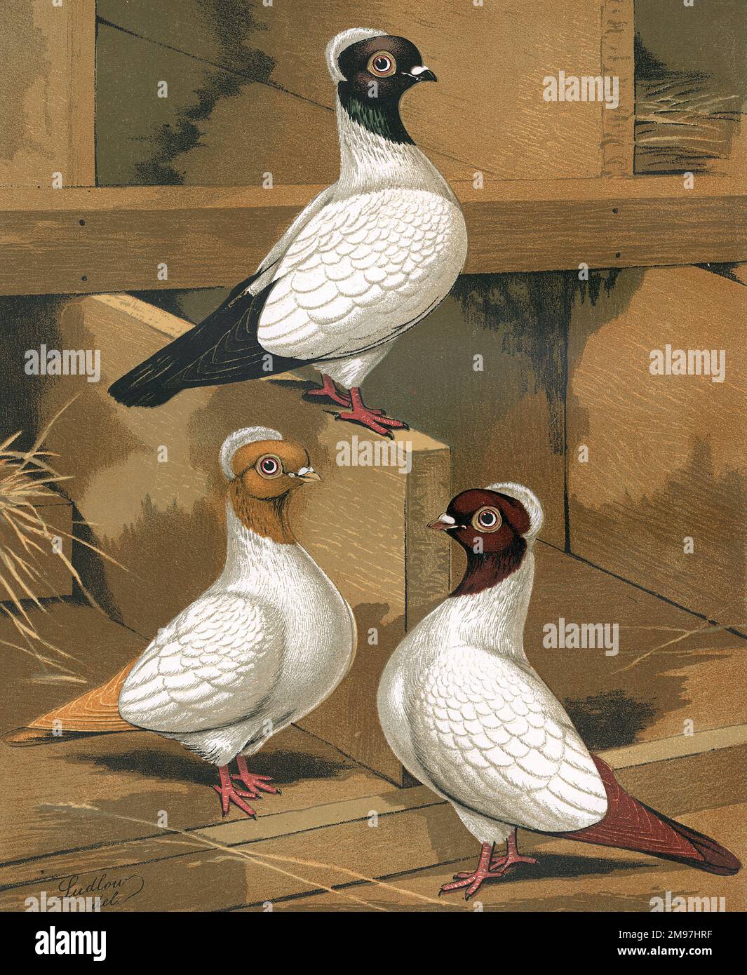 Un ritratto di tre monache con varie colorazioni in piedi nella loro pannola piccione. Il Nun è una razza di piccione fantasia, noto anche come l'olandese Shell Pigeon. La Nun è una delle razze più antiche ed era originariamente un tumbler volante prima di essere sviluppata per la mostra. Si tratta di una razza per lo più bianca, con un cappuccio di piume che dà il nome alla razza. Come si vede nell'illustrazione, le Nuns giallo, nero e rosso mostrano le colorazioni variabili delle razze. Foto Stock