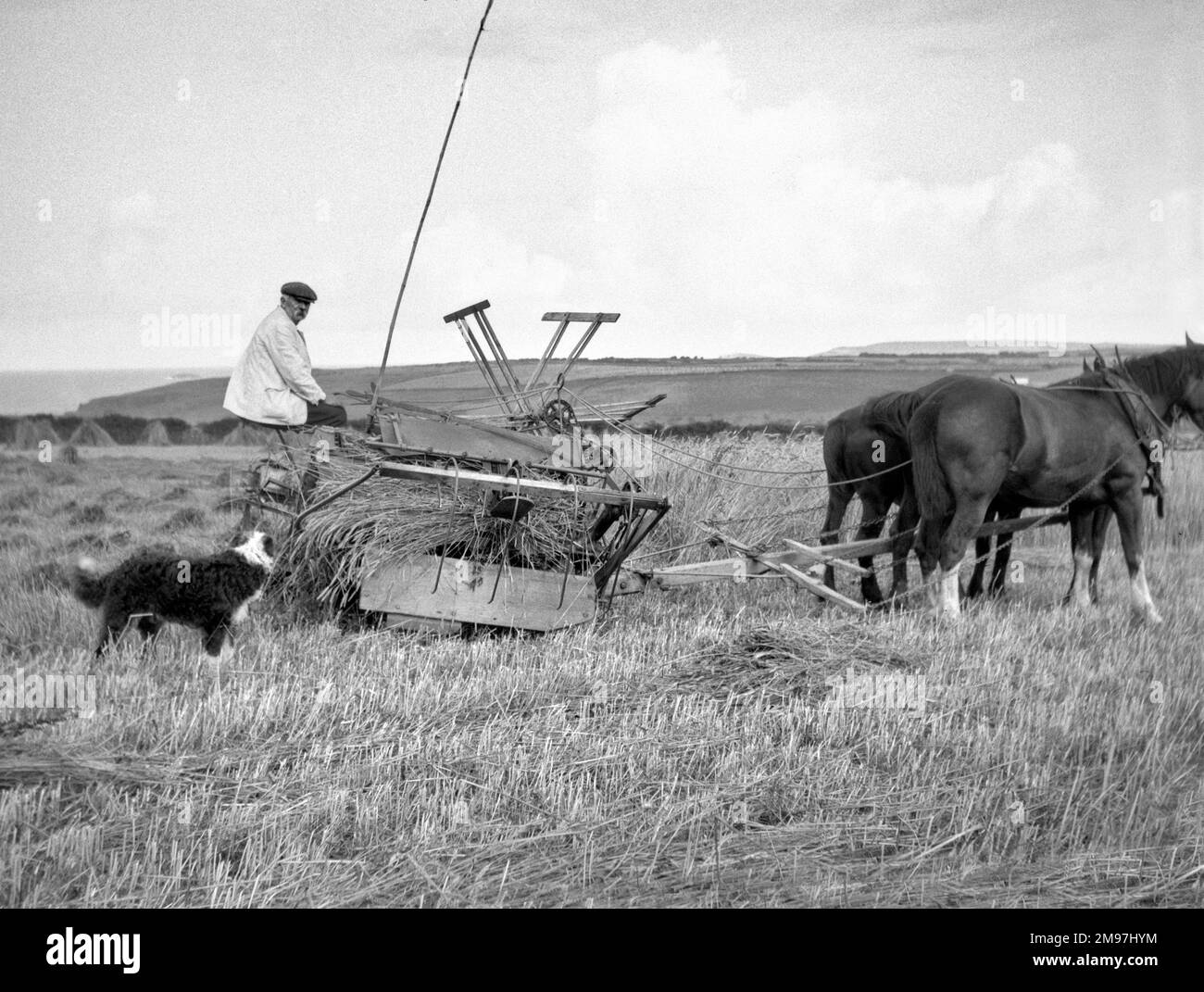 Uomo con una macchina da raccolta trainata da cavalli in un campo. Foto Stock