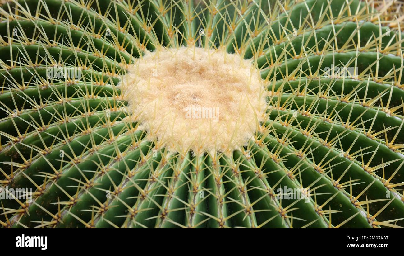 Primo piano della parte superiore del cactus barile, con le punte e le spine. Foto Stock