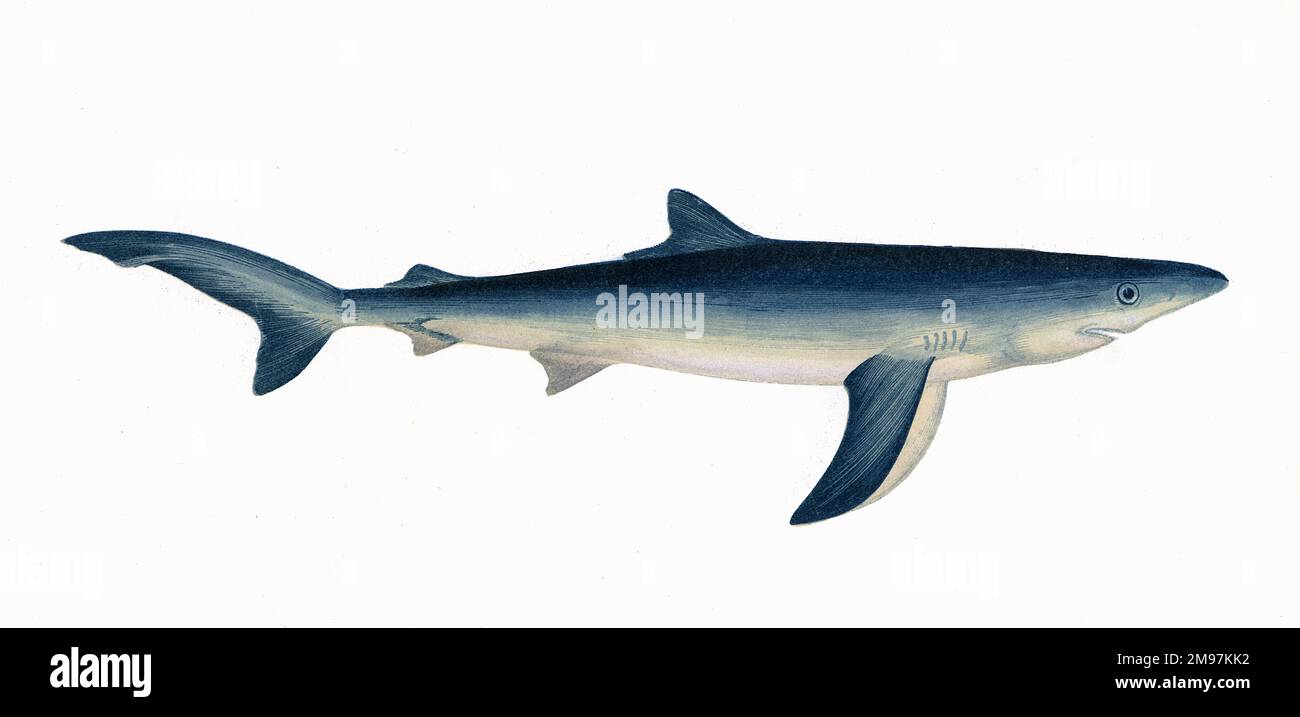 Prionace glauca, o squalo azzurro, una specie di squalo requiem. Foto Stock