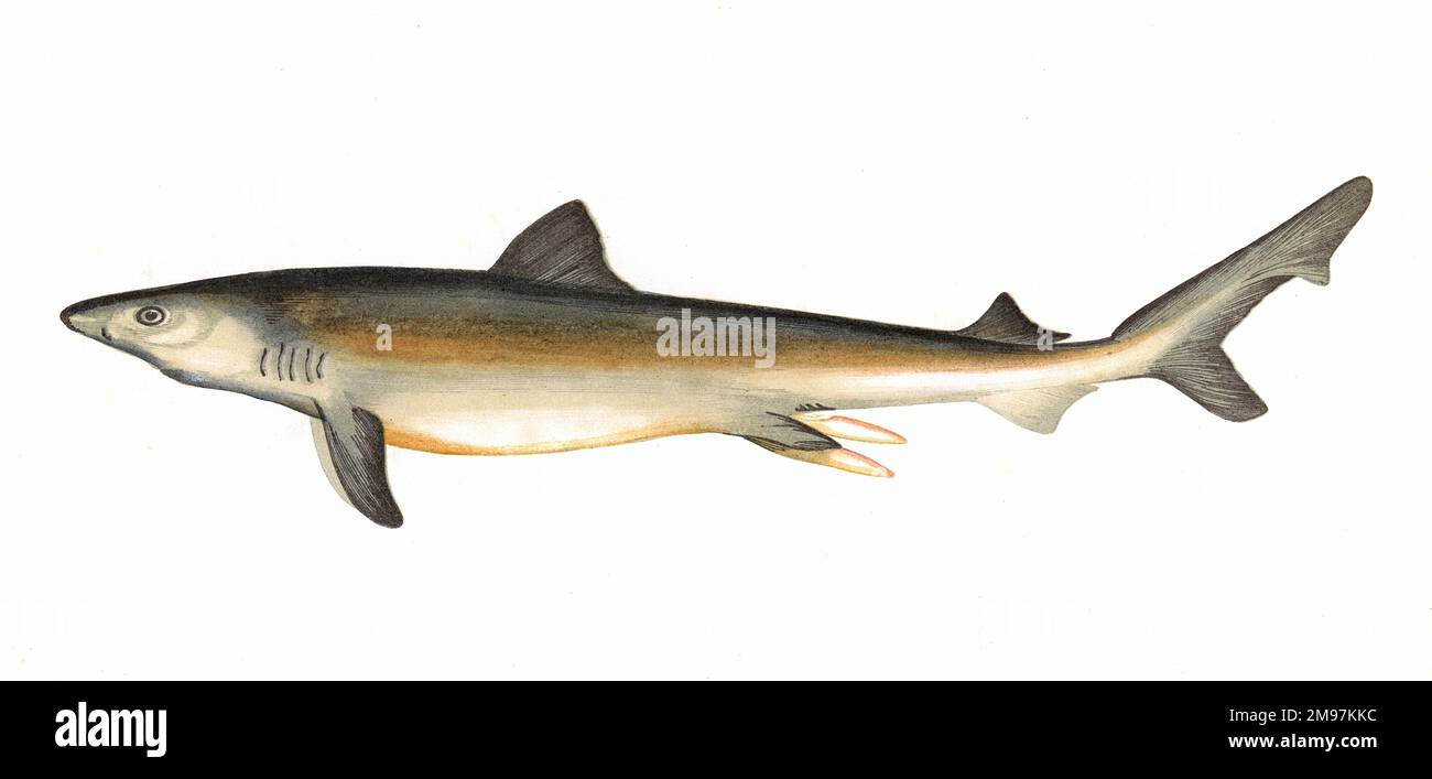 Carcharodon carcharias, o grande squalo bianco, noto anche come puntatore bianco, squalo bianco, o morte bianca. Foto Stock