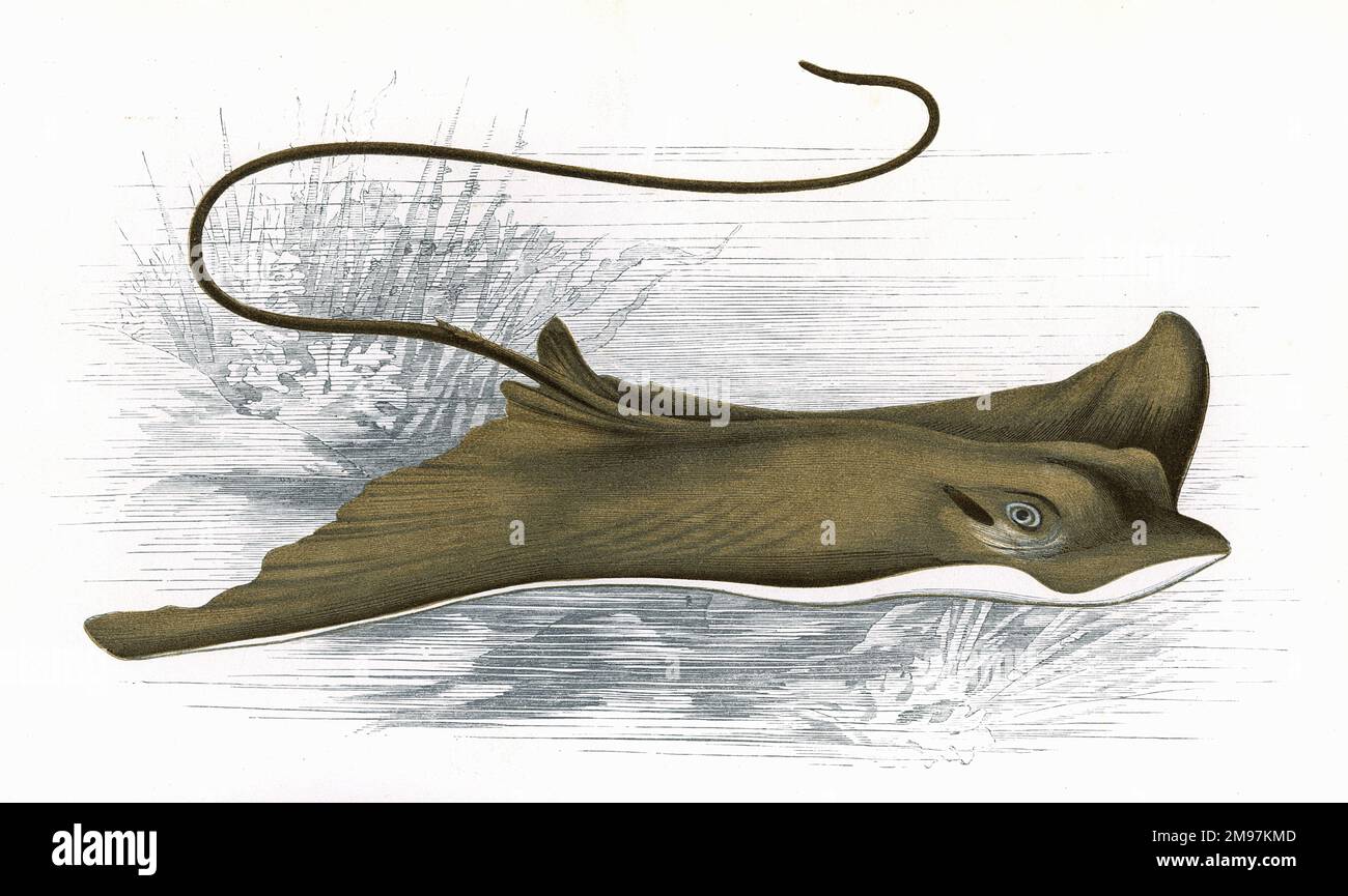 Myliobatis Aquila, o raggio d'aquila comune, conosciuto anche come pesce di rospo e aquila di mare. Foto Stock