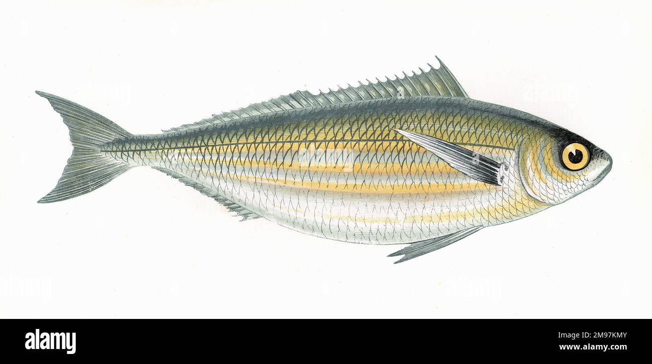 Boops boops, o Bogue, noto anche come Box e Oxeye, una specie di orata. Foto Stock