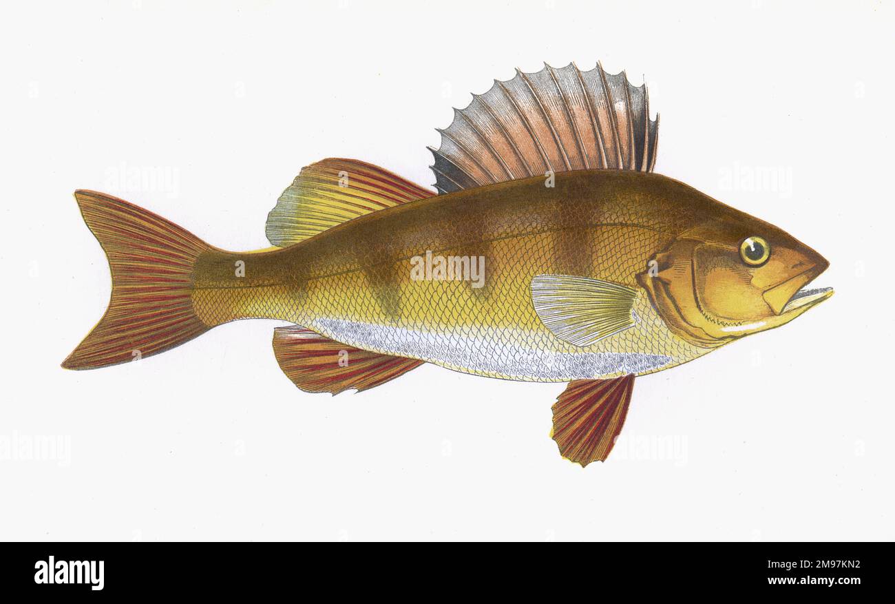 Perca fluviatilis, o pesce persico europeo, conosciuto anche come pesce persico, pesce persico rosso e pesce persico inglese. Foto Stock