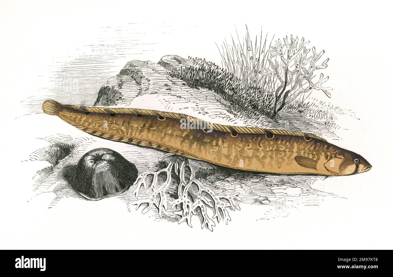 Pholis gunnellus, o Rock Gunnel, conosciuto anche come butterfish, Swordick, Gunnel e nove occhi, un pesce simile all'anguilla. Foto Stock