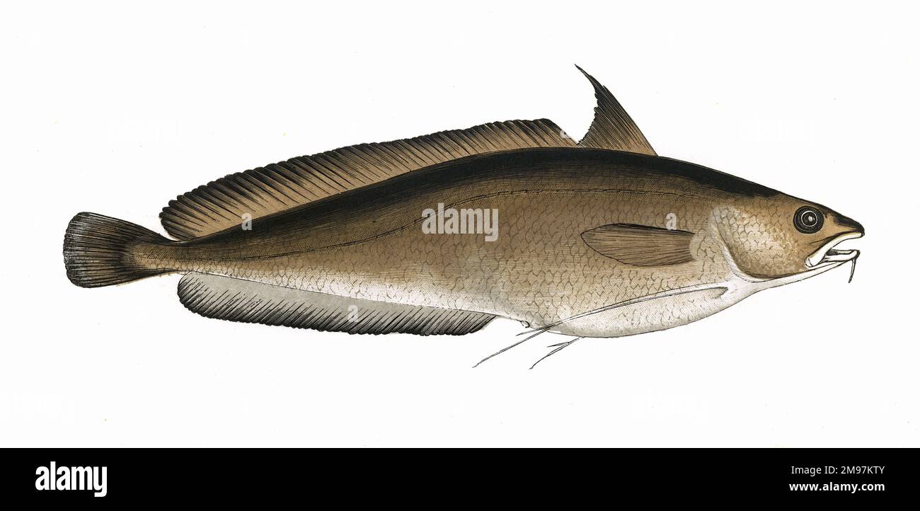 Phycis phycis, o maggiore Forkbeard, anche conosciuto come Dame del nasello, nasello forcuto e pesce di capra. Foto Stock Phycis phycis, o maggiore Forkbeard, anche conosciuto come Dame del nasello, nasello forcuto e pesce di capra. Foto Stock