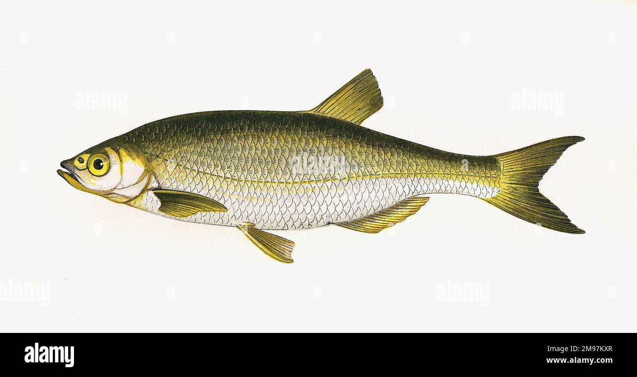 Alburnus alburnus, o Common Bleak, un pesce d'acqua dolce della famiglia dei Cyprinidae. Foto Stock