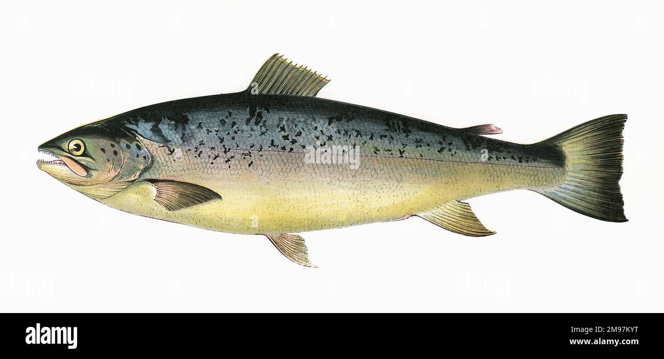 Salmo trutta, o trota di salmone, conosciuta anche come trota marrone, della famiglia dei Salmonidi. Foto Stock