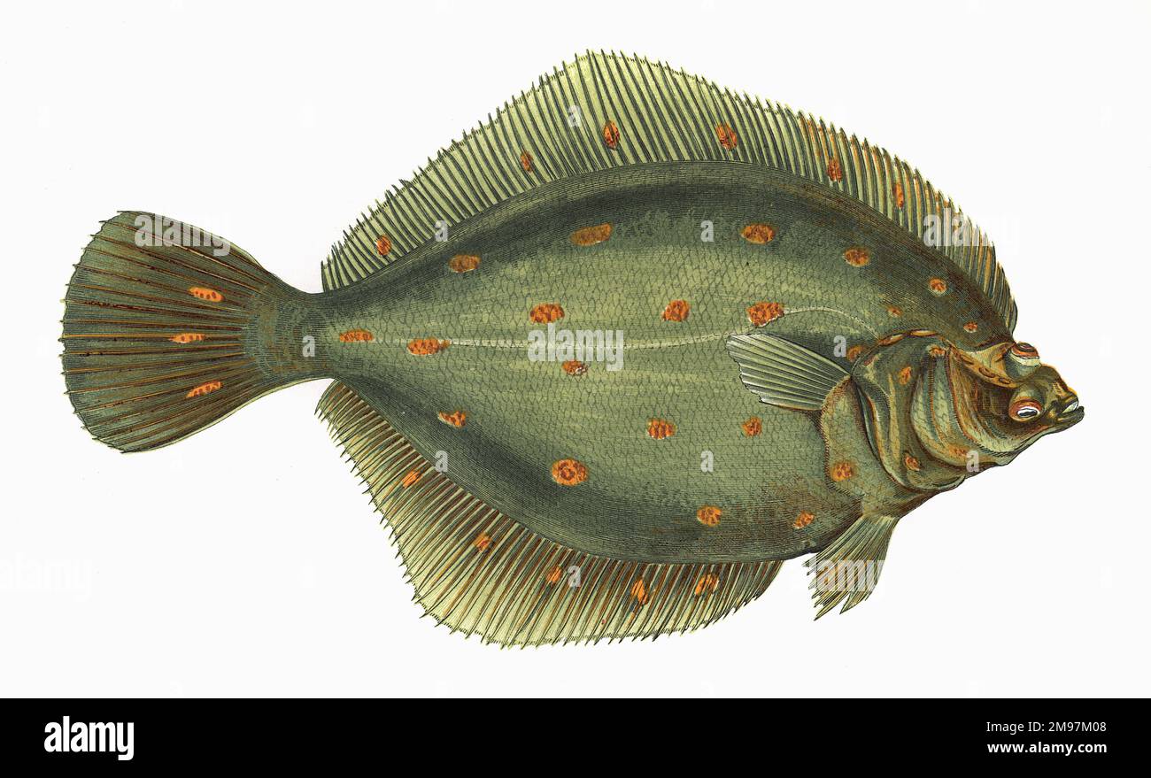 Pleuronectes platessa, o Plaice europea, una specie di pesce piatto. Foto Stock