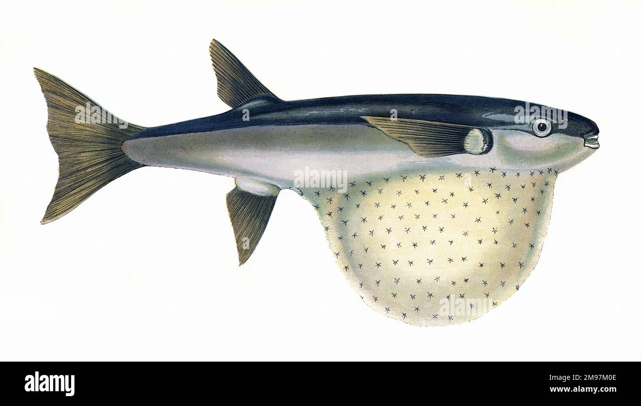 Arothron stellatus, o Pennant's Globefish, conosciuto anche come Starry Toadfish e Blackspotted Puffer. Foto Stock