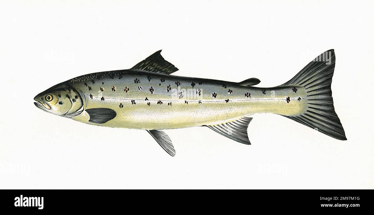 Salmo trutta, o trota bruna, conosciuta anche come Salmon Peal, Toro trota e trota di mare, della famiglia dei Salmonidi. Foto Stock